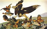 John James Audubon Canvas Paintings - Bobwhite, Virginia Partridge